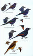 Birds of Western Africa 2. Ed -Borrow, N. & Demey, R. 2014